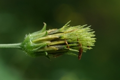 Bidens biternata