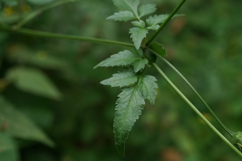 Image of Bidens biternata by no rights reserved