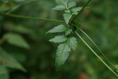 Bidens biternata