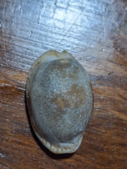 Naria erosa