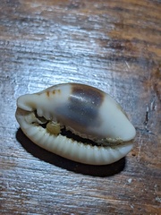 Naria erosa