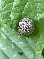 Hygromia cinctella