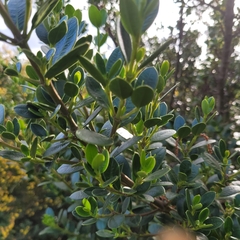 Alyxia buxifolia