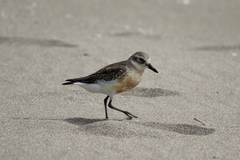 Charadrius obscurus