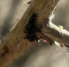 Coccinellidae