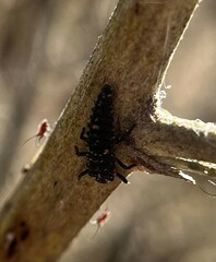 Coccinellidae
