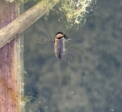 Nepomorpha
