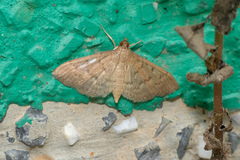 Herpetogramma licarsisalis