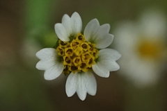 Galinsoga quadriradiata