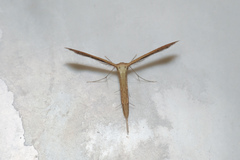 Exelastis pumilio