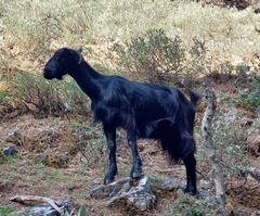 Capra hircus hircus