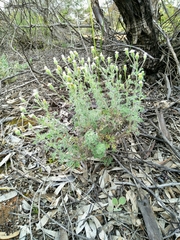 Vittadinia dissecta hirta