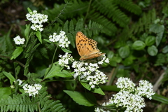 Argynnis