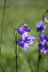 Campanula rhomboidalis