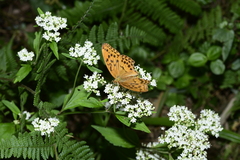 Argynnis