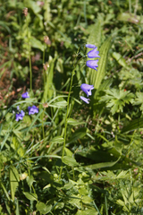 Campanula rhomboidalis