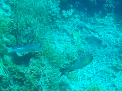 Monotaxis grandoculis