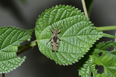 Xenocatantops brachycerus