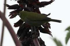 Zosterops virens capensis