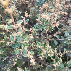 Pomaderris paniculosa paniculosa