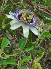 Passiflora caerulea