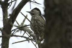 Chloropicus fuscescens