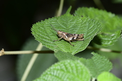 Xenocatantops brachycerus