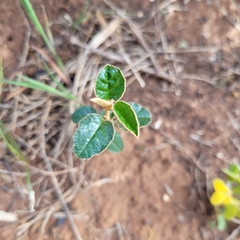Pomaderris paniculosa paniculosa