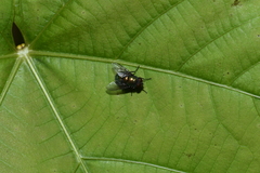 Eudasyphora cyanella