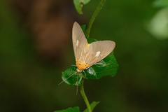 Asota plaginota