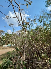 Gymnanthemum myrianthum