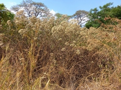 Gymnanthemum myrianthum