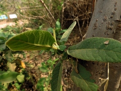Gymnanthemum myrianthum