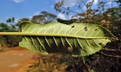 Gymnanthemum myrianthum