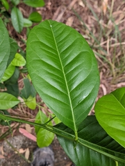 Citrus × taitensis