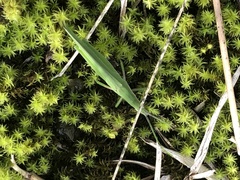 Atractomorpha sinensis sinensis