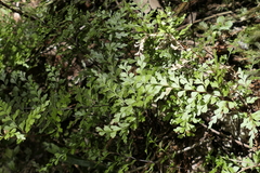 Lindsaea trichomanoides