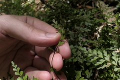 Lindsaea trichomanoides