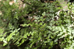 Lindsaea trichomanoides