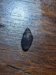 Pardalinops testudinaria