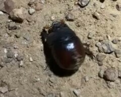 Pentodontini