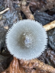Coprinopsis lagopus
