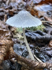 Coprinopsis lagopus