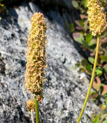 Sanguisorba