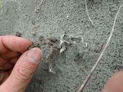 Ileodictyon cibarium