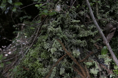 Trichocolea mollissima