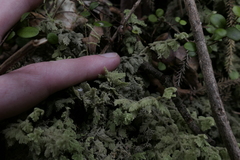 Trichocolea mollissima