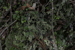 Trichocolea mollissima