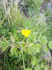 Ranunculus lappaceus