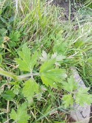 Ranunculus lappaceus